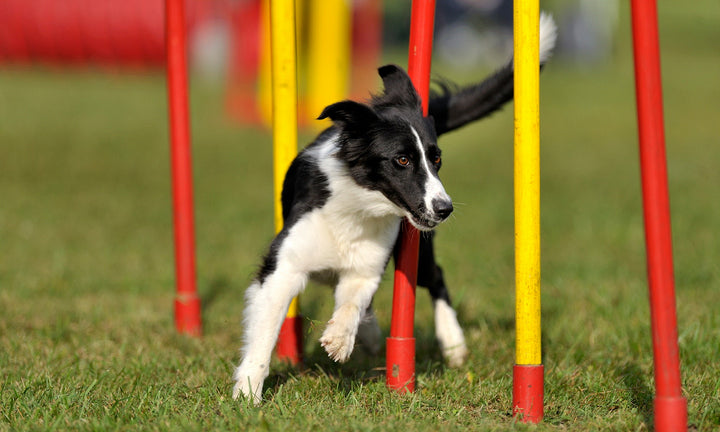 DIY Backyard Playground Ideas for your Dog